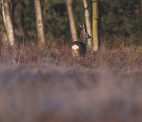 Roe deer buck between bushes in heather landscape. Rear view.