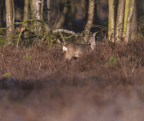 Roe deer doe in moorland lit by morning sun. Looking aside.