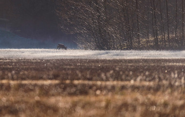 Silhouette of roe deer buck grazing in misty field at sunrise.