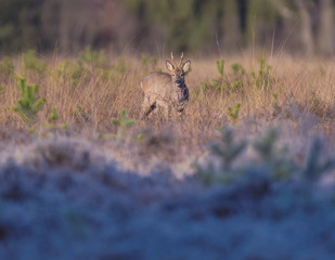 Roe deer buck standing in grass of heather landscape. Lit by sunlight.