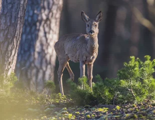 Young roe deer in sunlight between pine trees.