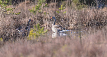 Fototapeta na wymiar Two greylag geese in fen surrounded by high yellow grass.