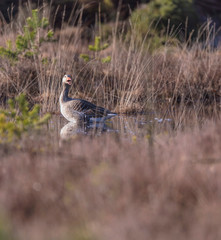 Shouting greylag goose in fen surrounded by high yellow grass.