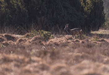 Roe deer buck running in field with juniper bushes.