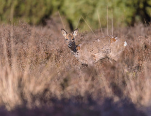 Roe deer doe in moult standing in sunlight in heather landscape.