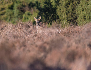 Roe deer doe in moult standing in sunlight in heather landscape.