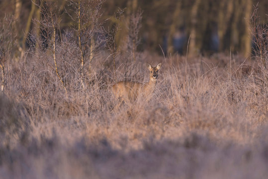 Roe deer doe between high grass and bushes in moorland.