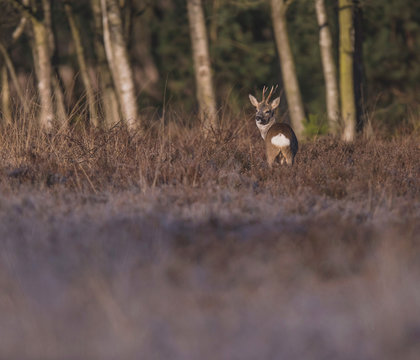 Roe deer buck in heather bushes looking over shoulder.