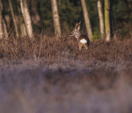 Roe deer buck in heather bushes looking aside.