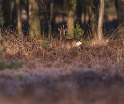 Roe deer buck between bushes in heather landscape. Rear view.