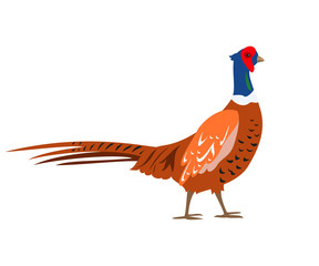Cartoon pheasant icon on white background.
