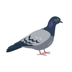 Fototapeta premium Cartoon pigeon icon on white background.