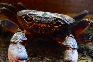 Craby