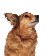 hungry brown dog making puppy eyes looks up to side