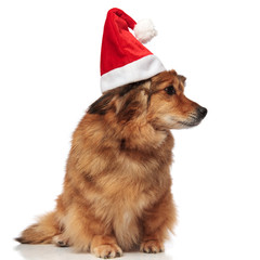 curious dog with christmas hat looks for presents to side
