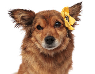 close up of adorable brown dog with yellow flower headband