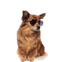 cool trendy seated brown dog with sunglasses looks to side