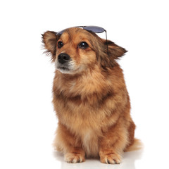 curious dog with sunglasses on forehead looks up to side