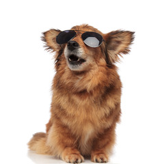 surprised brown dog with sunglasses looks up to side