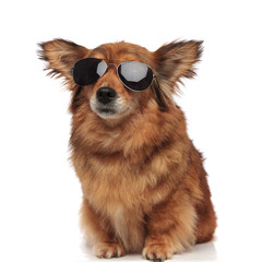 adorable seated brown dog with funny ears and sunglasses