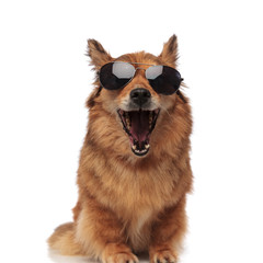funny brown metis dog with sunglasses laughing with mouth open