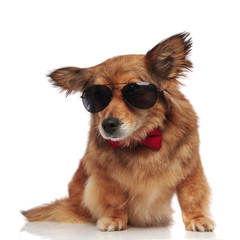 adorable seated dog with sunglasses and bowtie looks to side