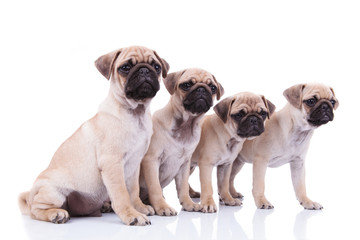 side view of four cute pugs looking to side