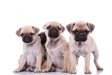 three sad pugs and an adorable one hiding behind them