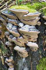 Baumstamm mit Pilzen