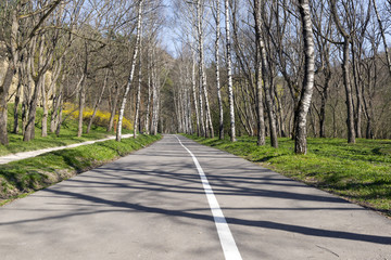 paved path to the Park among the trees in the spring