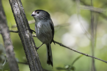 long tailed tit bird on tree