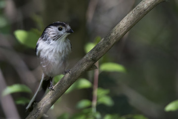long tailed tit bird on tree