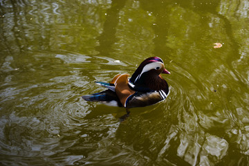 Closeup male mandarin duck (Aix galericulata) swimming, viewed of profile, with a large reflection...