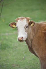 Naklejka na ściany i meble A Cow Looking into Camera in Green Grass Field