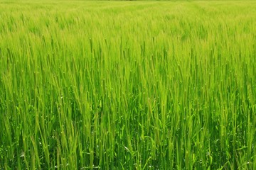 糸島の水田、まるで緑の絨毯。