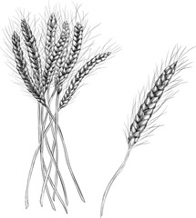 Spikelets of wheat isolated on white background.
