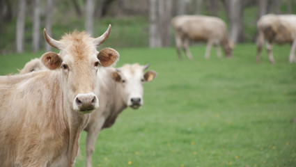 Naklejka na ściany i meble Two Cows Looking into Camera in Green Grass Field