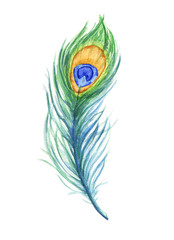 Obraz premium Hand drawn peacock feather watercolor illustration isolated on white background.