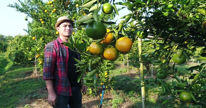 Farmer man  look Orange tree in the orange garden