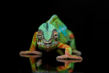 Fototapeten lebendes chamäleon reptil © svetography