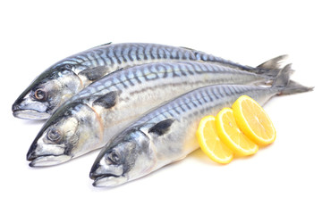 Fish mackerel