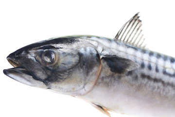 Fish mackerel