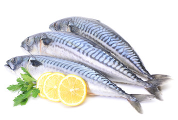 Fish mackerel