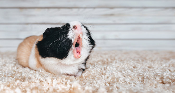 Guinea pig yawns and shows her teeth. The pet is tired. Poster. The animal screams about the stock at the store. Sale, advertising.