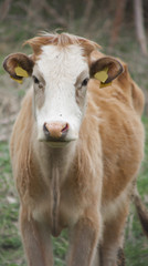 A Cow Looking into Camera in Green Grass Field