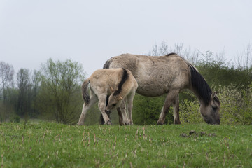 Mother with young foal