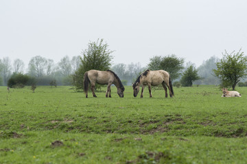 Obraz na płótnie Canvas Horses with foal