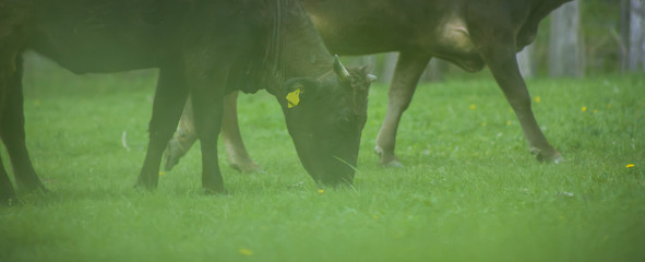 Cows are Grazing in Green Grass Field Camera Surrounded by Green Grass
