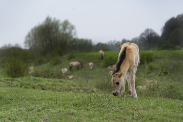 Obraz premium Young foal