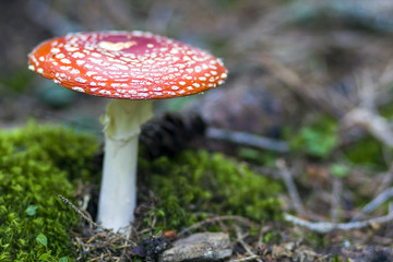 Close up picture of two beautiful bright red and white poisonous mushrooms fly agaric growing together in the forest. Beauty and danger, healing and poisoning.